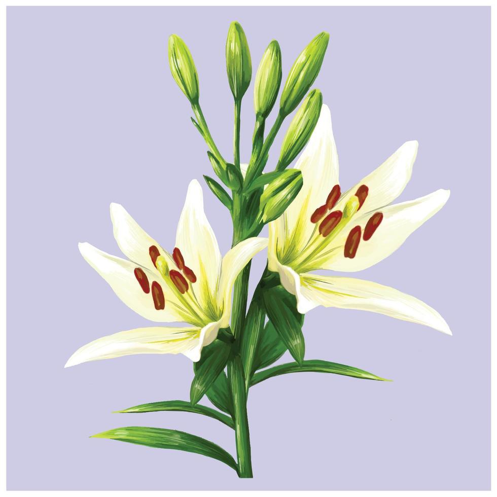 white lily flower vector illustration