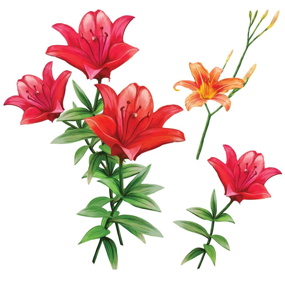 establecer flores de lirio rojo floreciente con ilustración de brotes vector