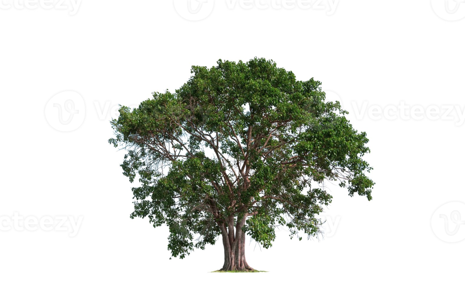 Large Bothi tree or Pipal tree on transparent background png