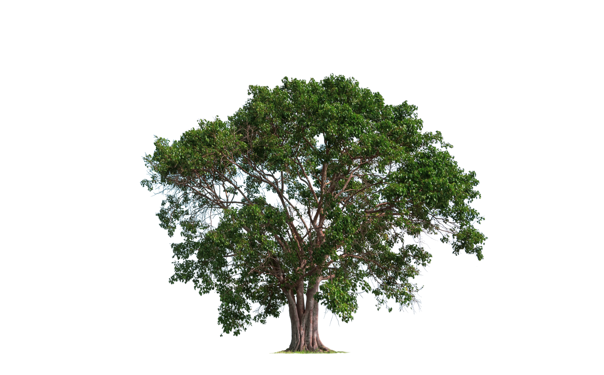 gran árbol bothi o árbol pipal sobre fondo transparente 10161474 PNG