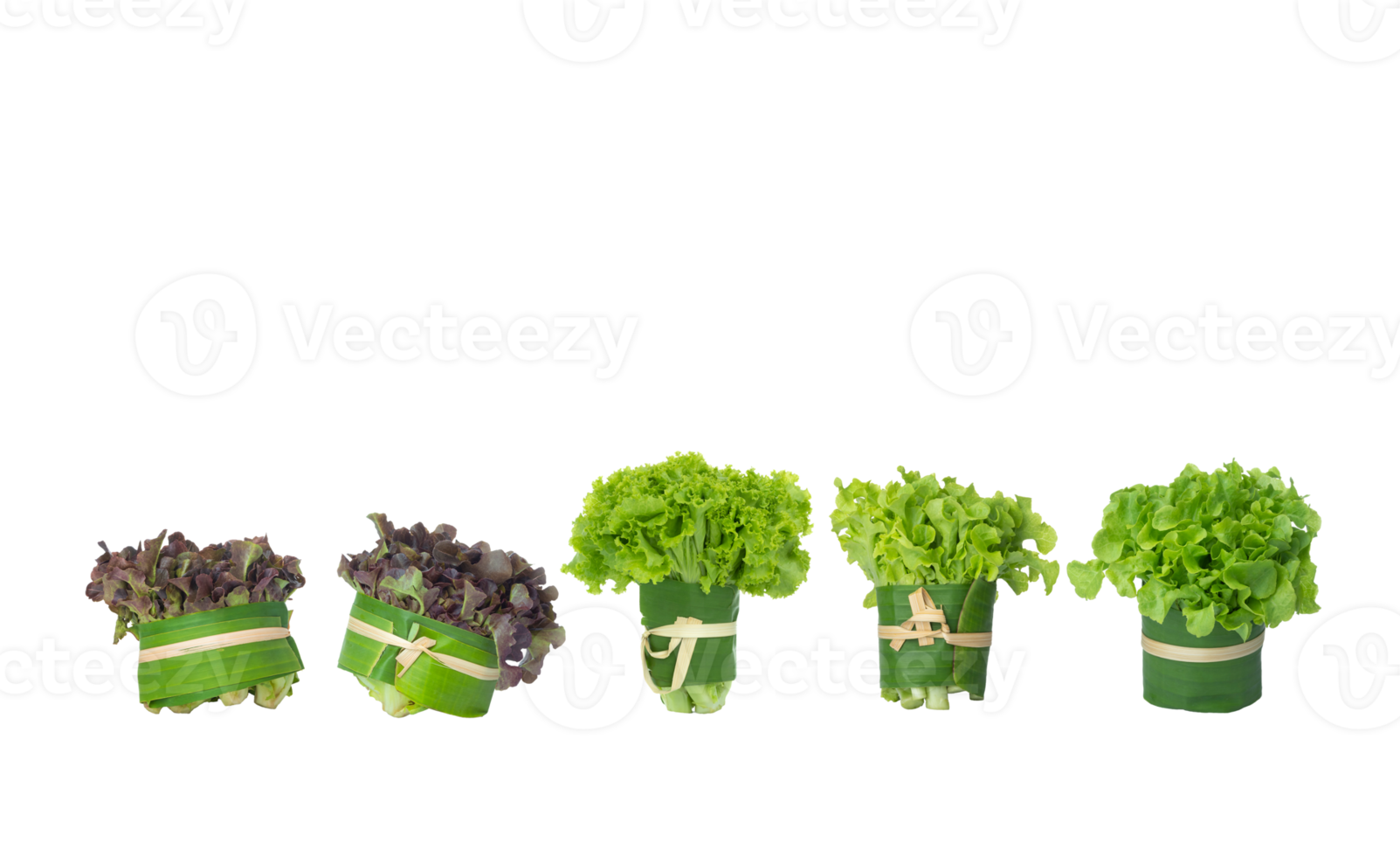 Bunch of fresh organic green and red oak, green lettuce vegetables on transparent background png