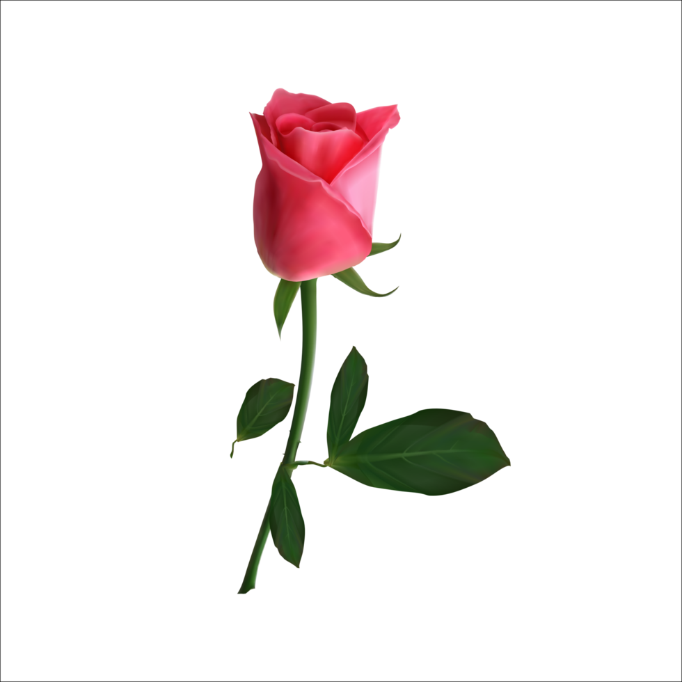 Free rosa roja png imagen clipart y fondo transparente 10161493 PNG