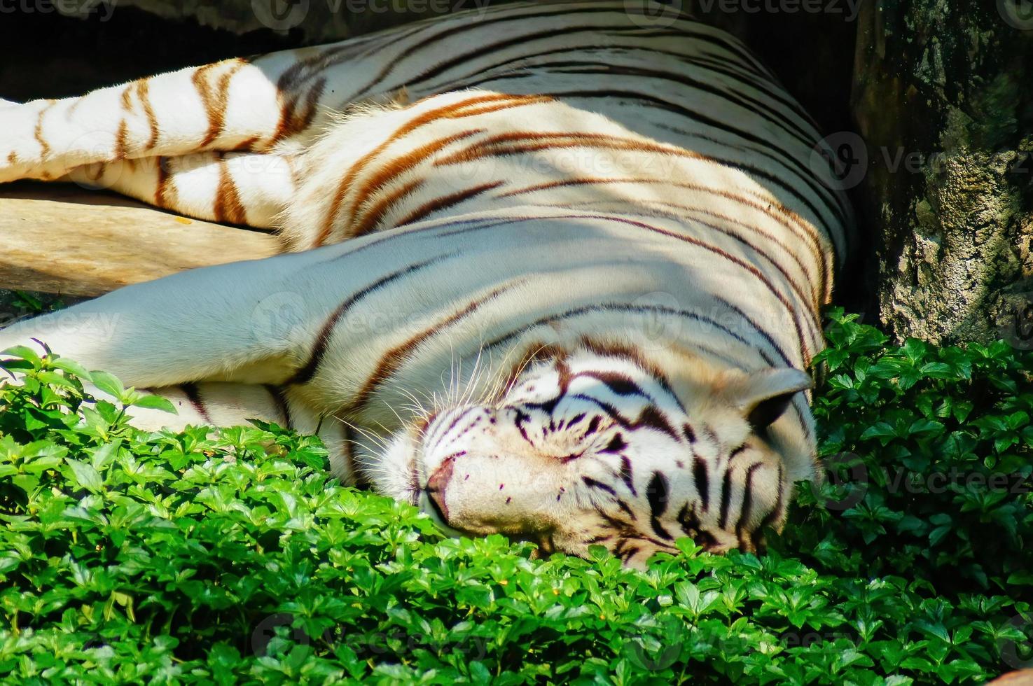 White tiger lying on the green grass in the sunny sun photo