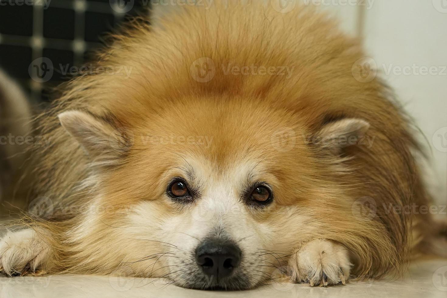 perro de piel marrón está acostado y miró al frente foto