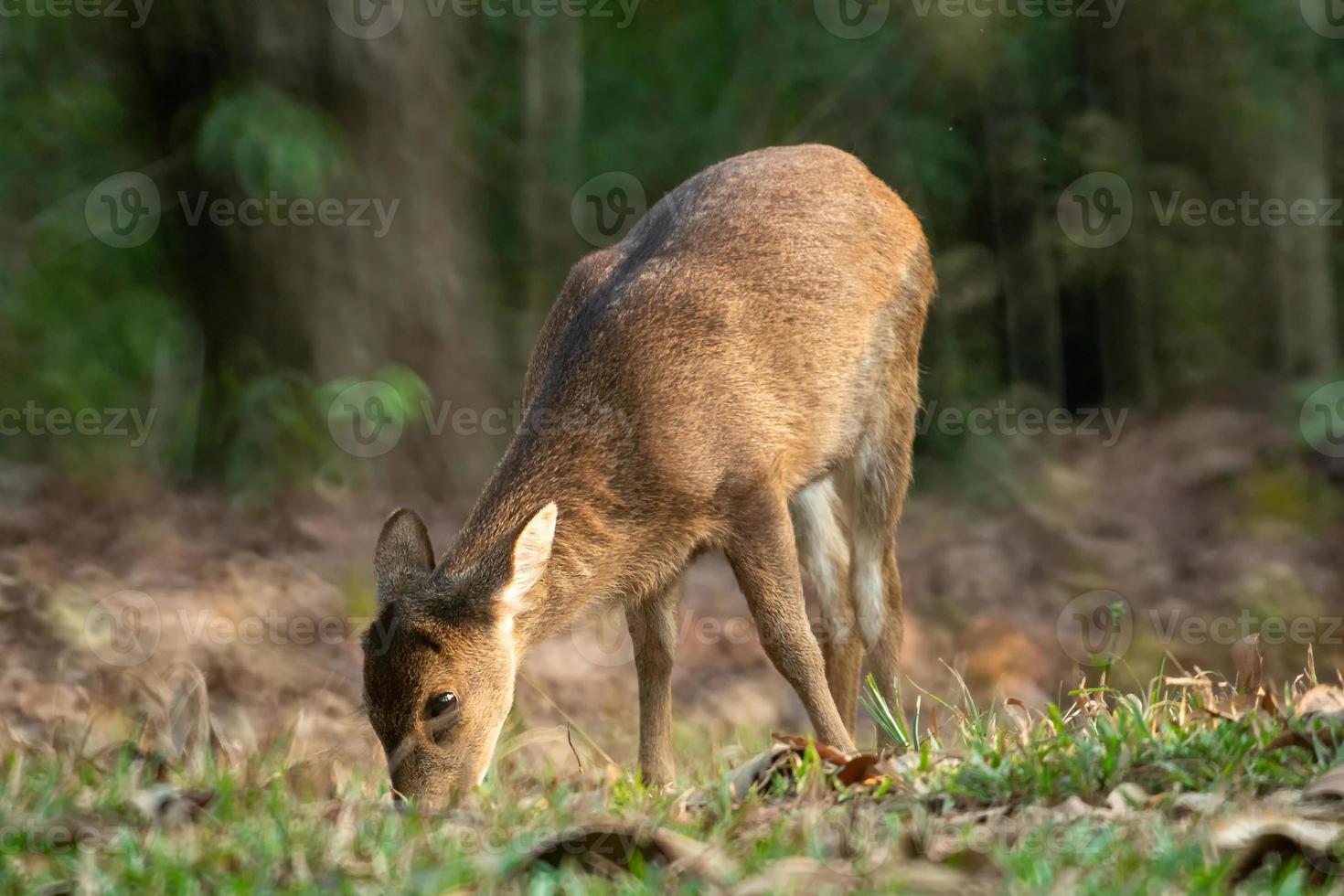 Natural deer in Thung Kramang Wildlife Sanctuary, Chaiyaphum Province, Thailand photo