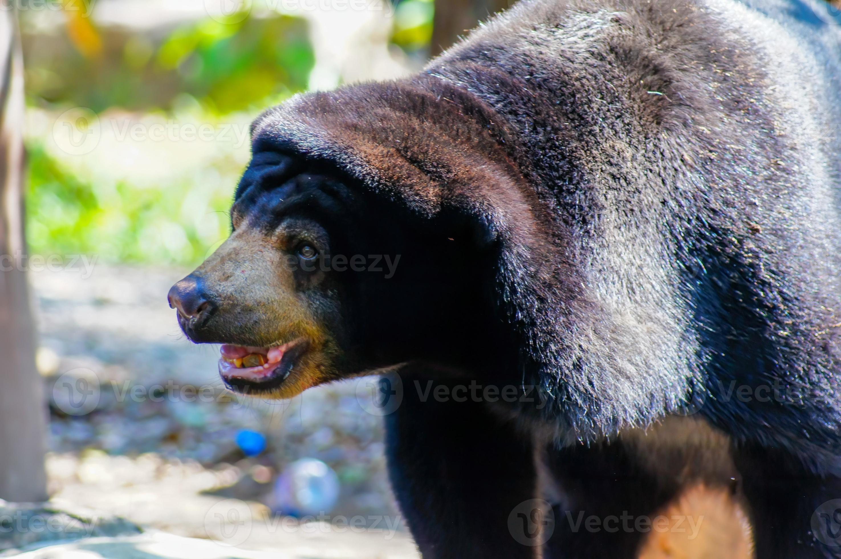 Hot Black Bears Gay Fetish