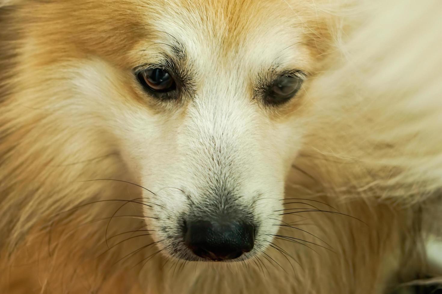 Why Is My Dogs White Fur Turning Yellow