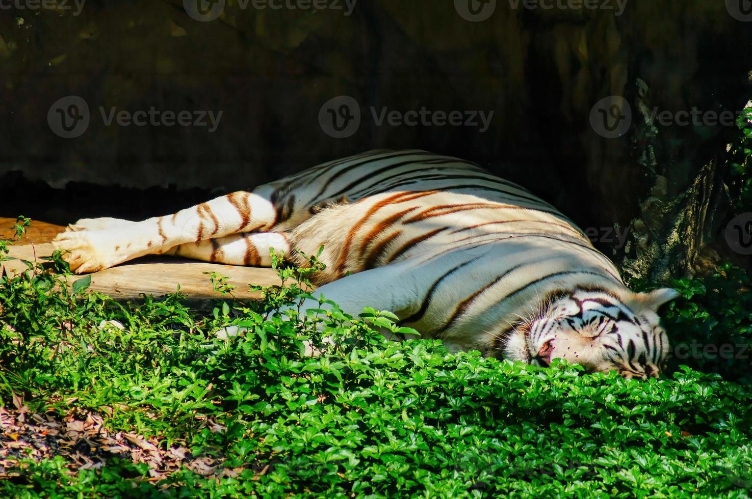 tigre blanco tirado en la hierba verde bajo el sol soleado foto