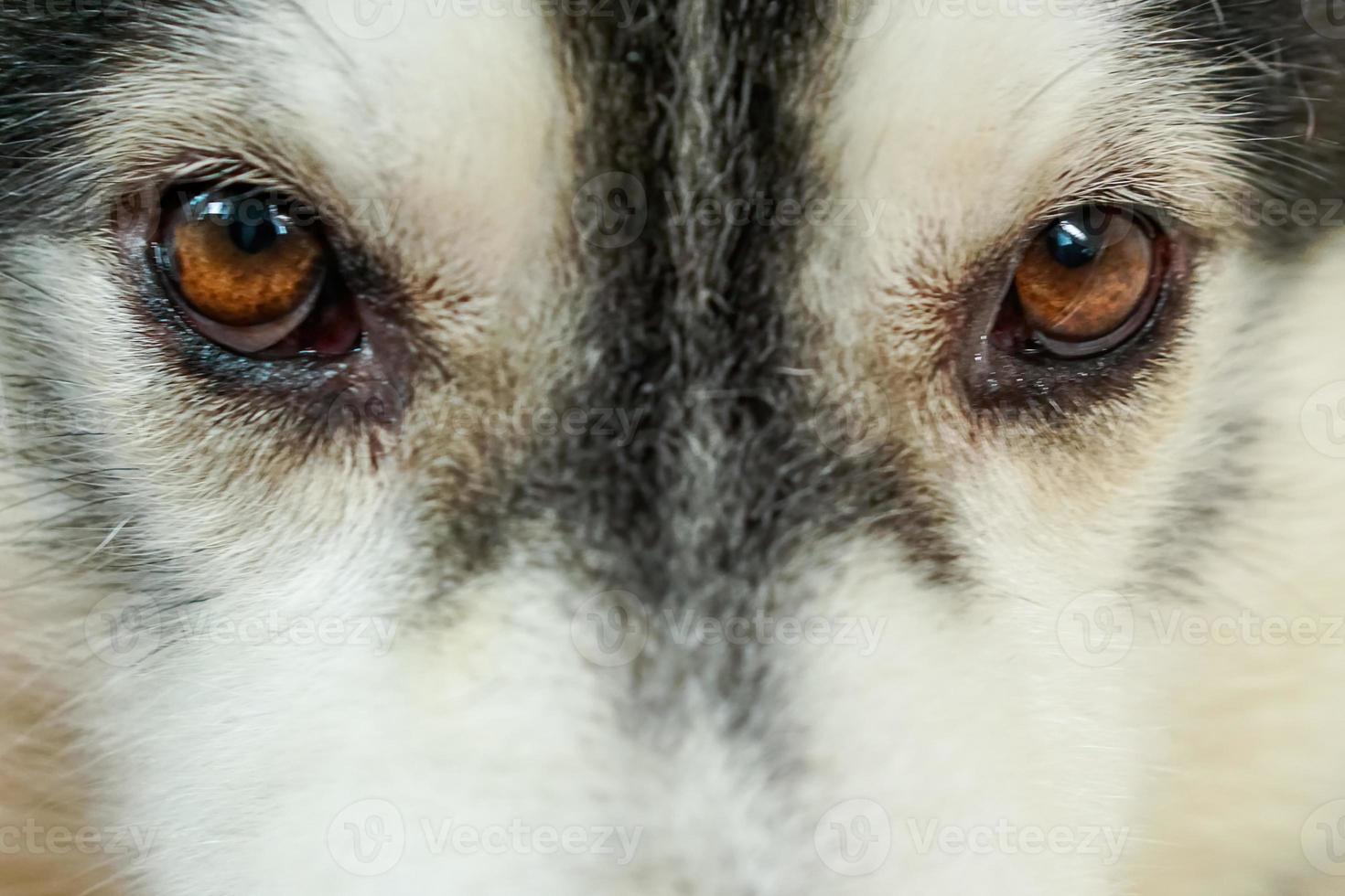 el área de los ojos del perro, siberia. foto