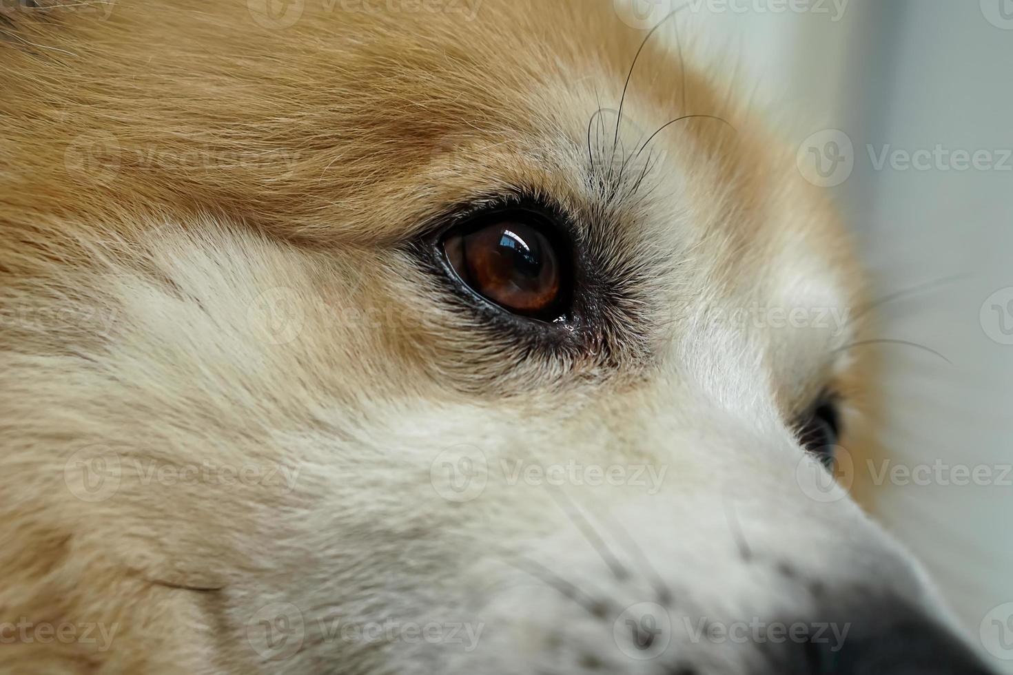 cabeza y ojos de perros su pelaje es pardo y blanco. es despistado foto