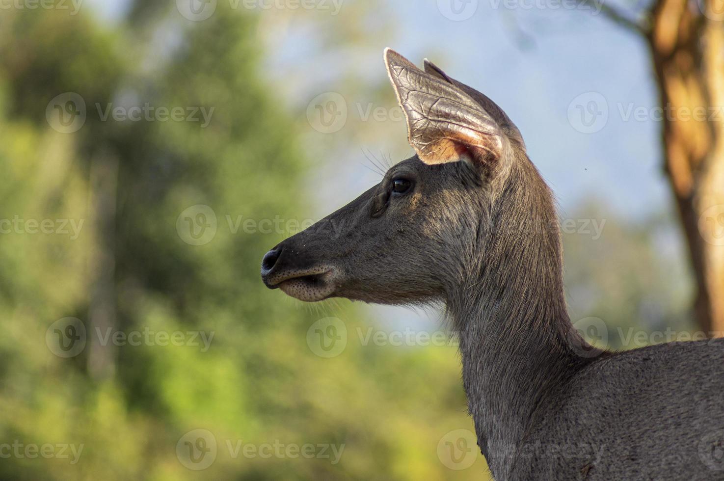 Deer head on the side. Deer are looking at something carefully. The background is a green tree. photo