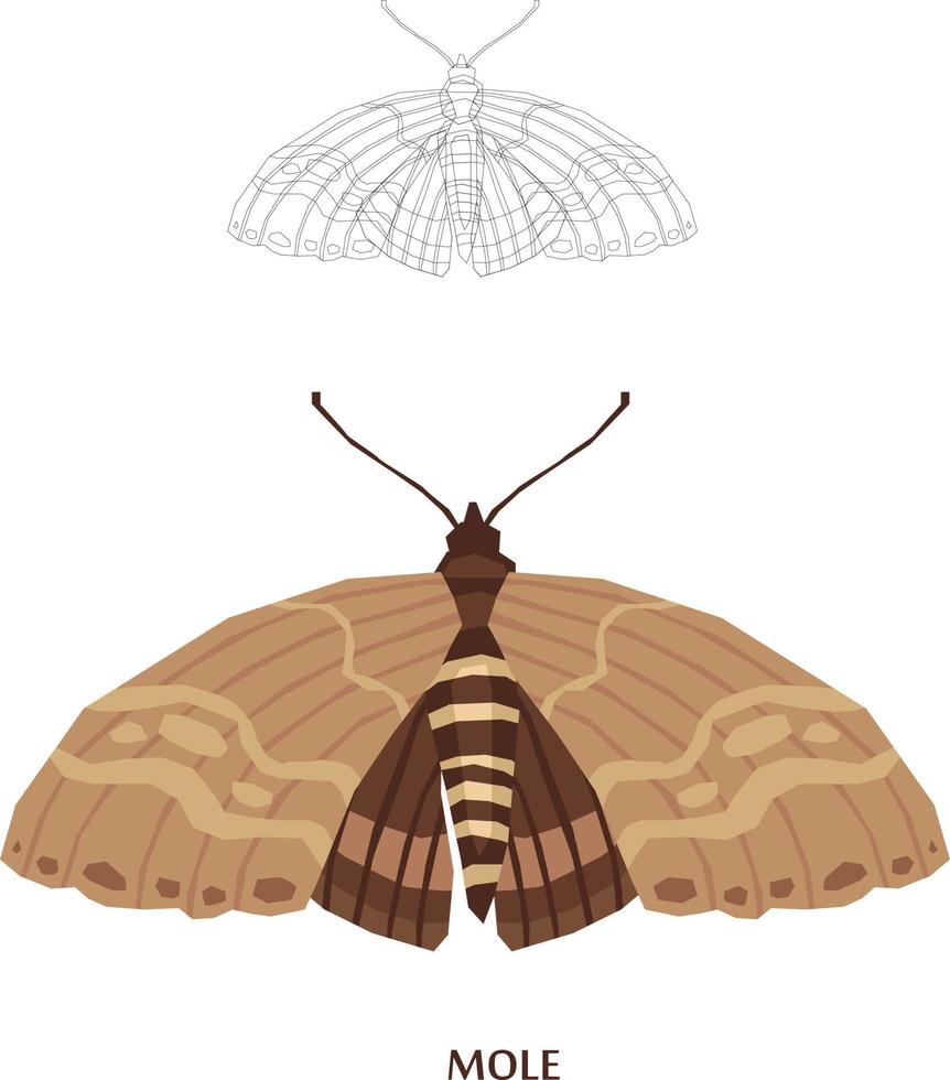 Insects Sketch to Vector Illustration