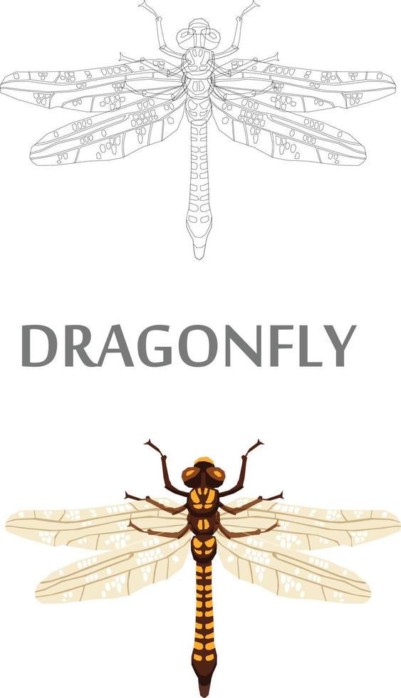 Insects Sketch to Vector Illustration