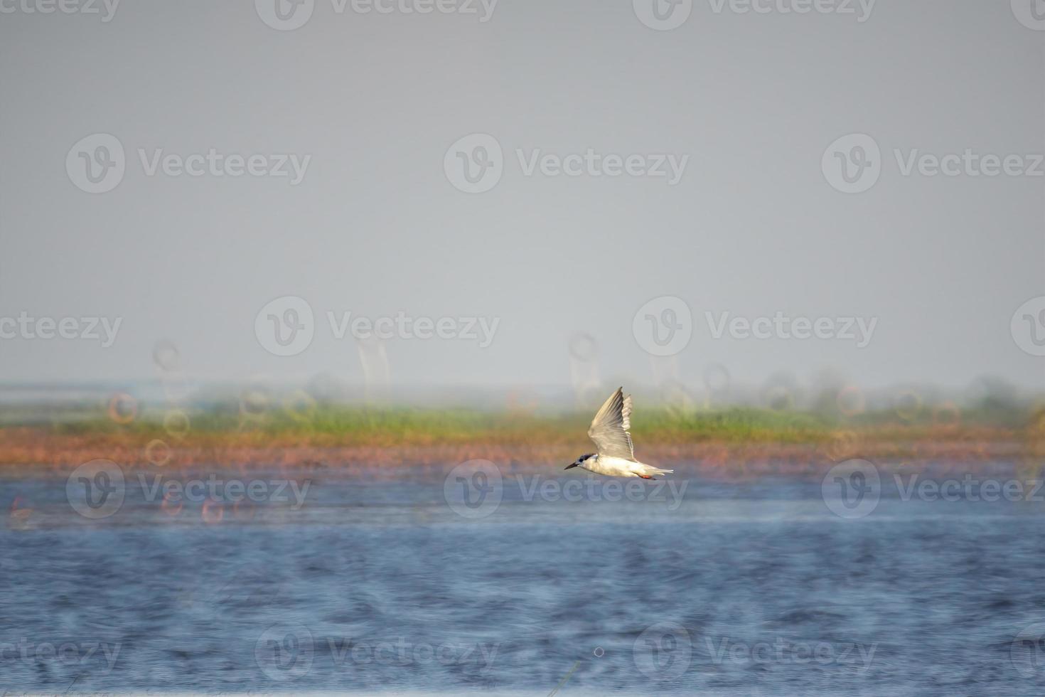 Birds live  in freshwater lakes, local birds in the world wetlands-Ramsa site photo