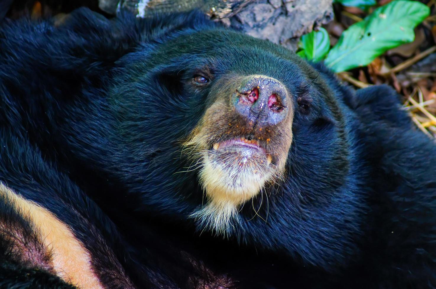 Asian black bear or Asiatic black bear or Selenarctos thibetanus is resting during the day near the timber. photo