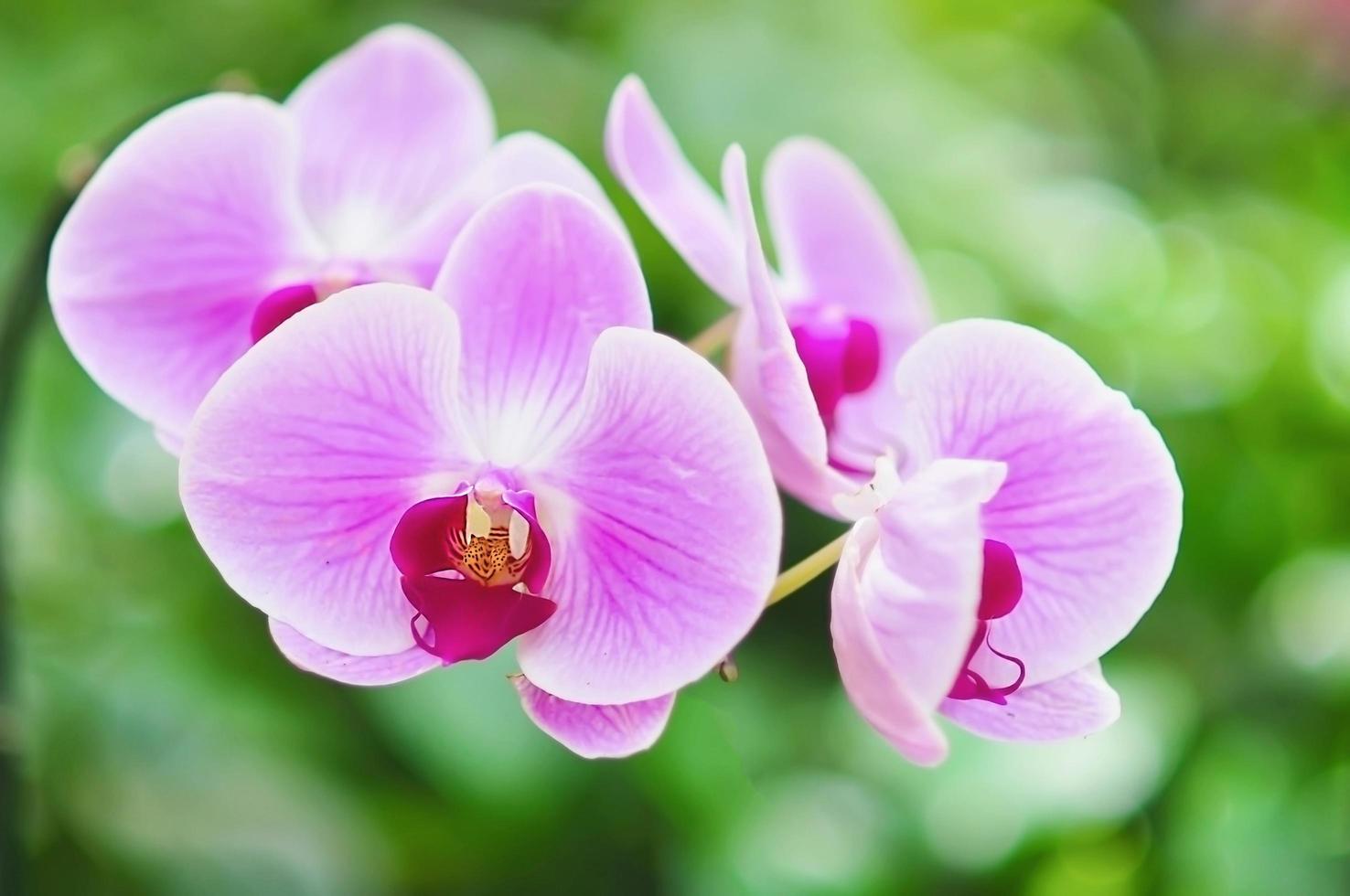 Violet orchid with green leaf background photo