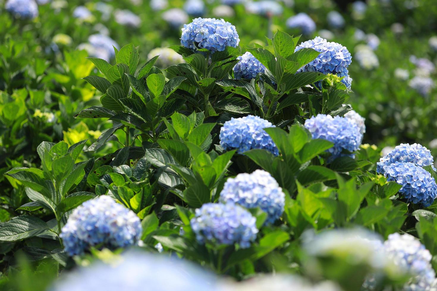 The white-blue flower calles hydrangea in a garden. Hydrangea Flower and Morning light Is a beautiful flower. photo