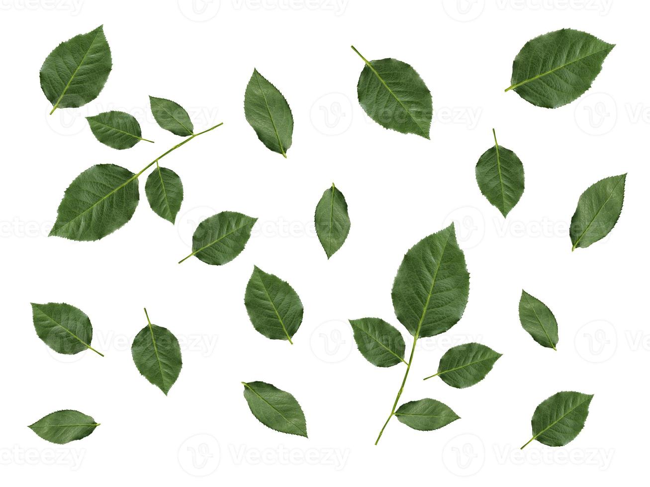 Rose green leaves isolated on white background. applicable for design of greeting cards on Valentine's Day photo