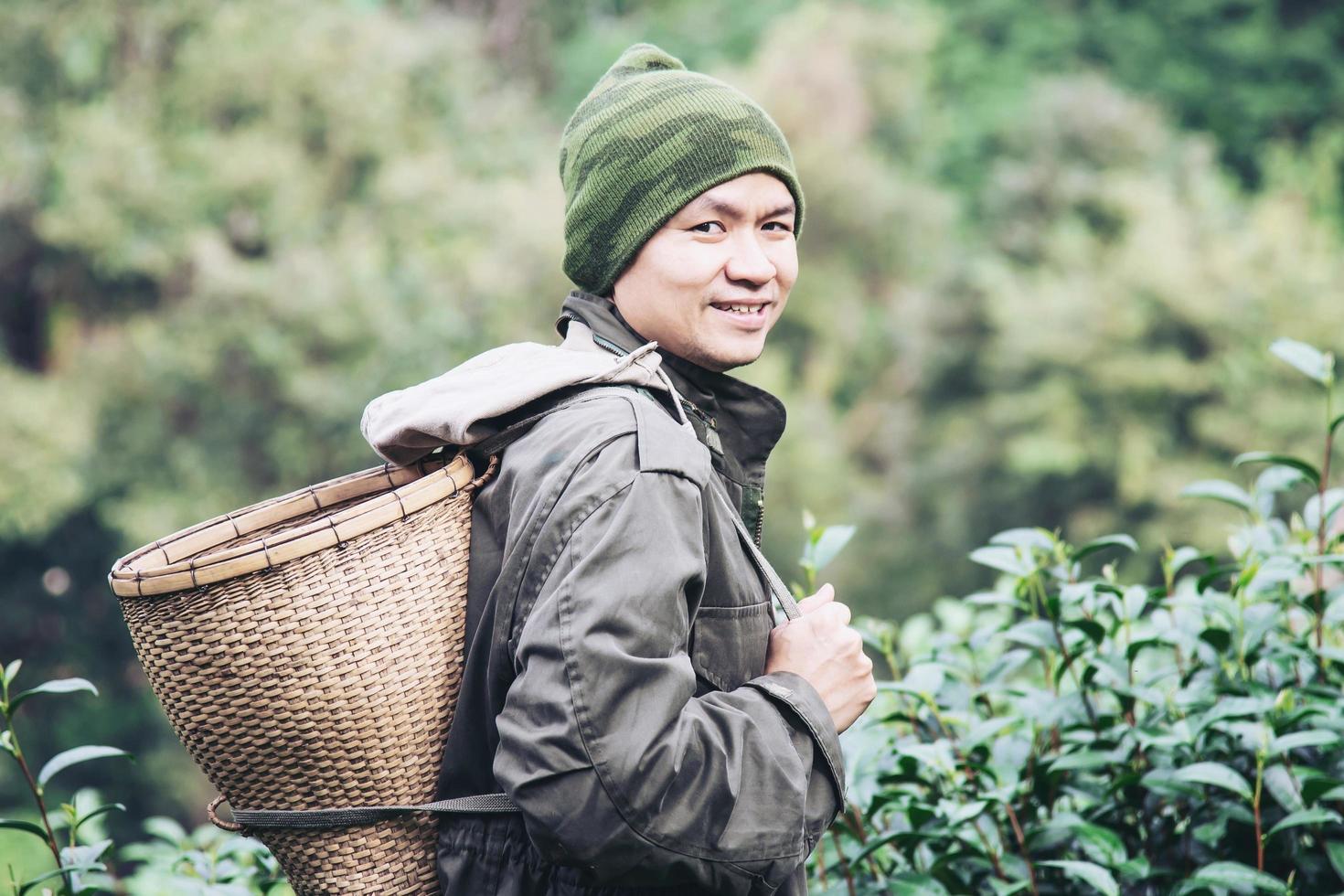 Man harvest  pick fresh green tea leaves at high land tea field in Chiang Mai Thailand - local people with agriculture in high land nature concept photo