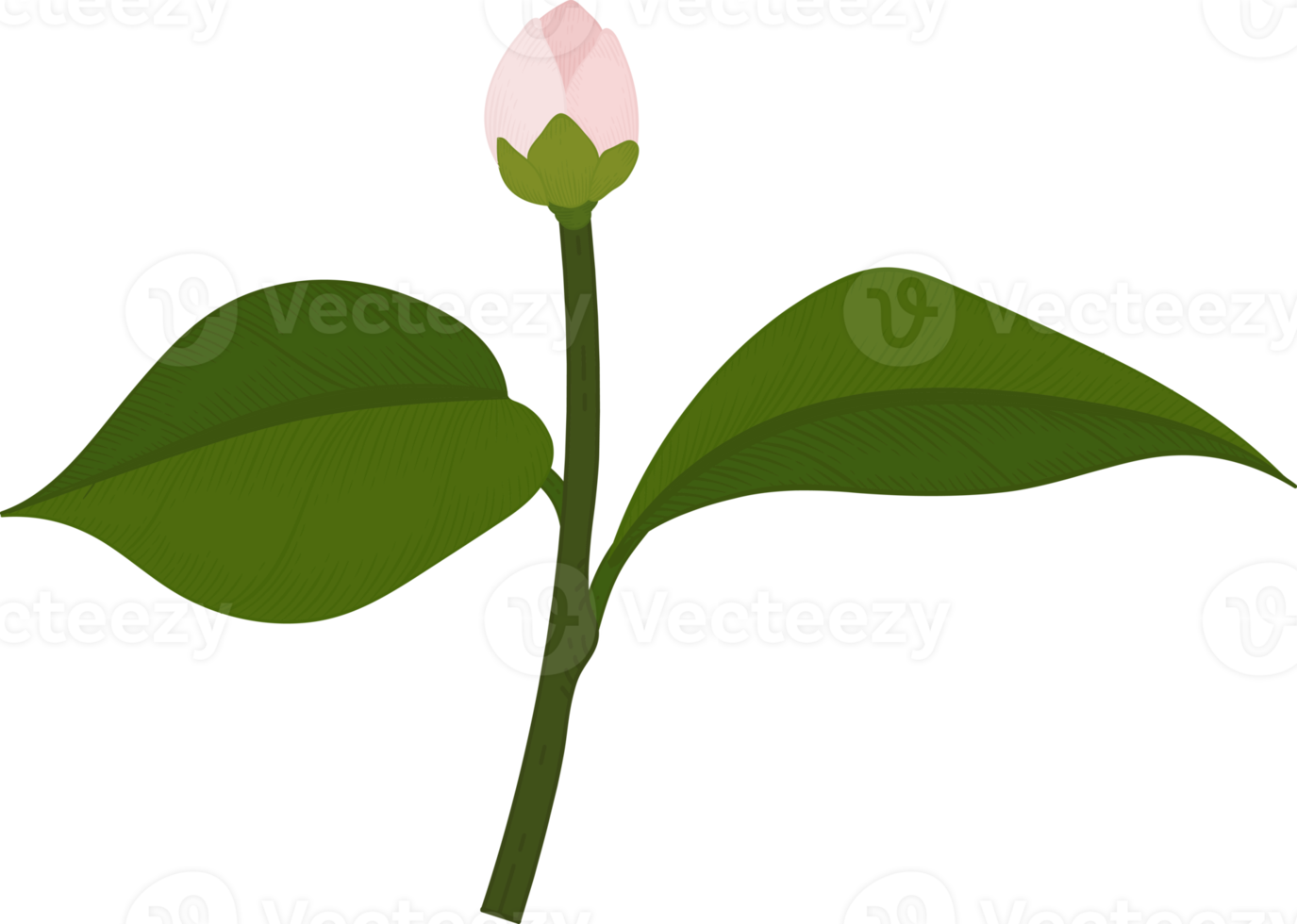 roze camellia bloem hand getekende illustratie. png