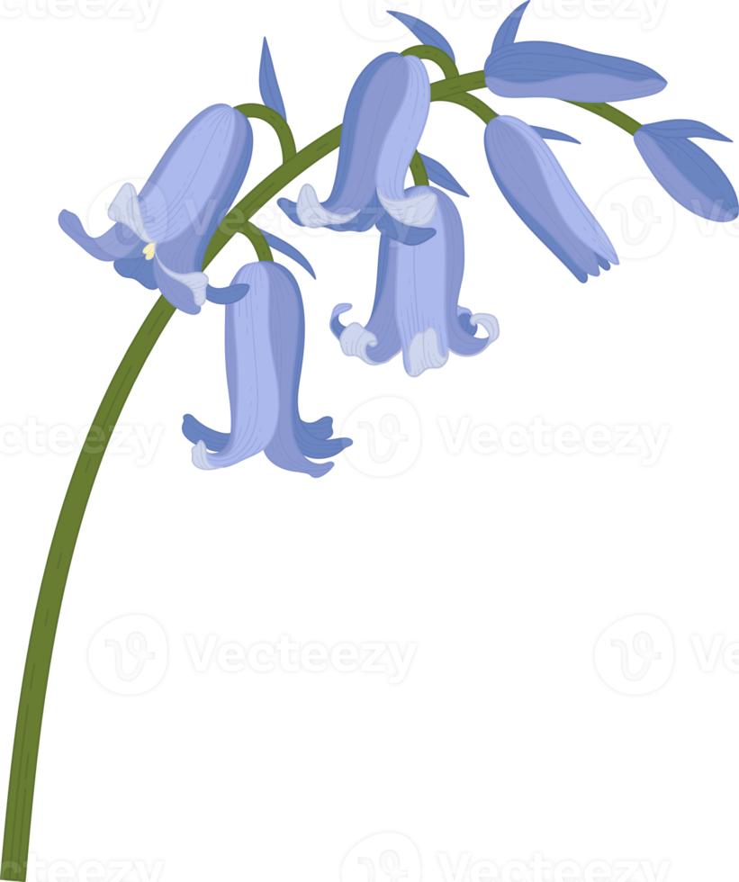 Bluebell flower hand drawn illustration. png