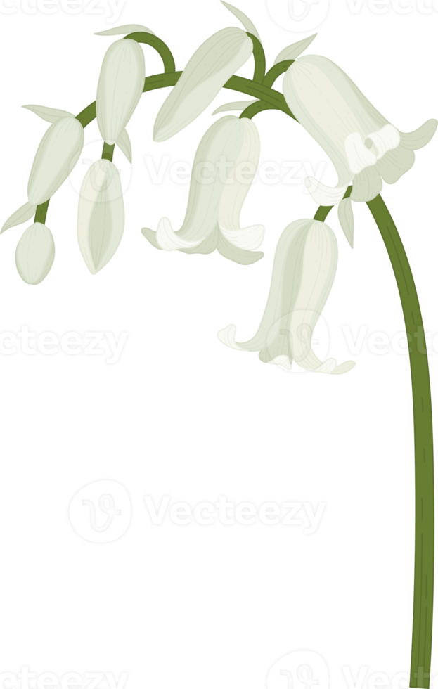 blåklocka blomma handritad illustration. png