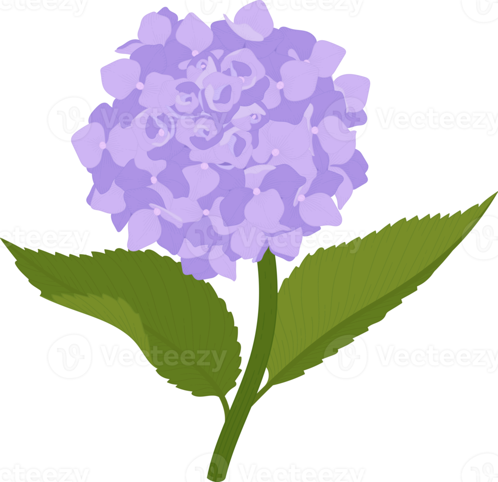 ilustração de flor de hortênsia roxa. png