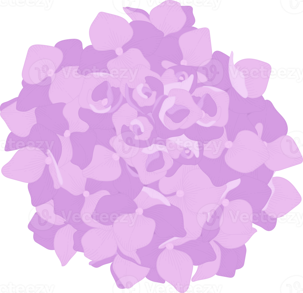 rosa hortensia blomma illustration. png