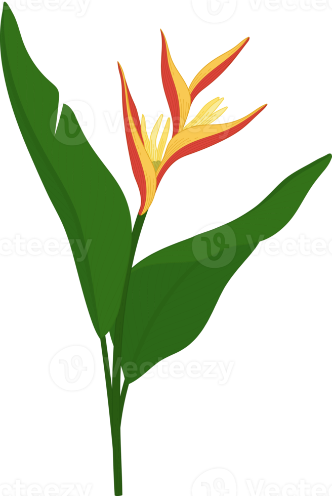 Heliconia flower hand drawn illustration. png