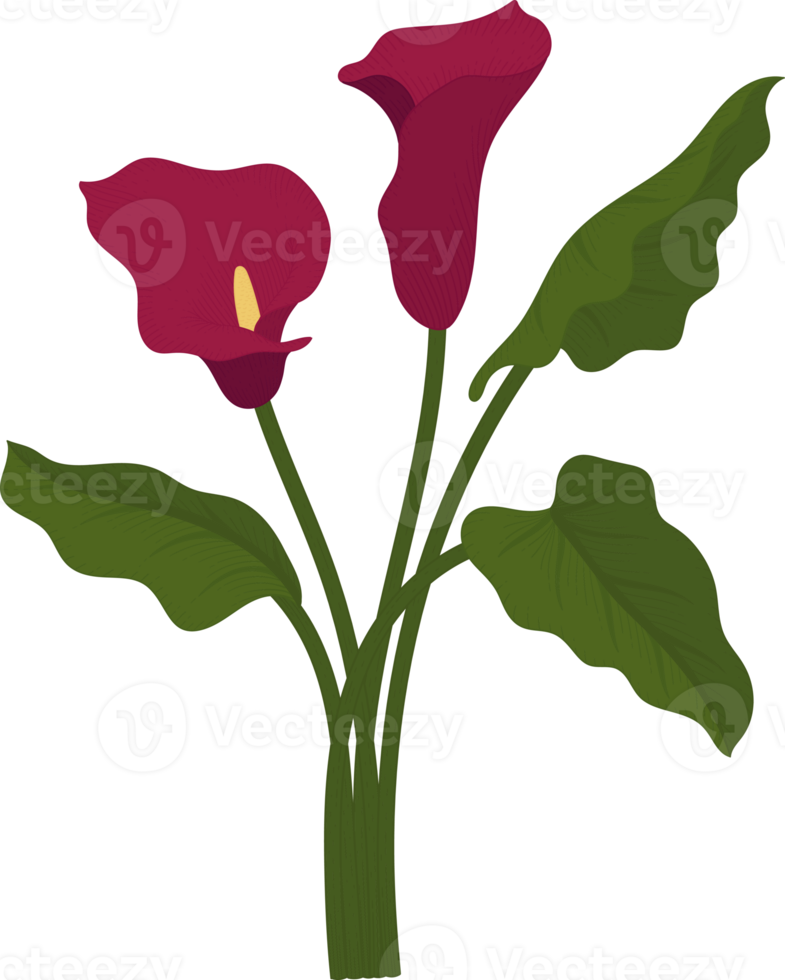 Red calla lily flower hand drawn illustration. png