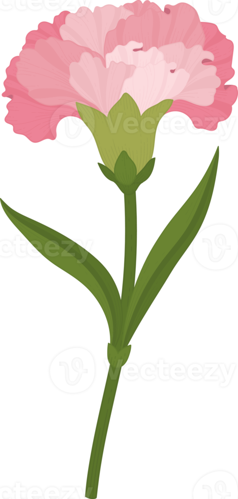 rosa nejlika blomma handritad illustration. png