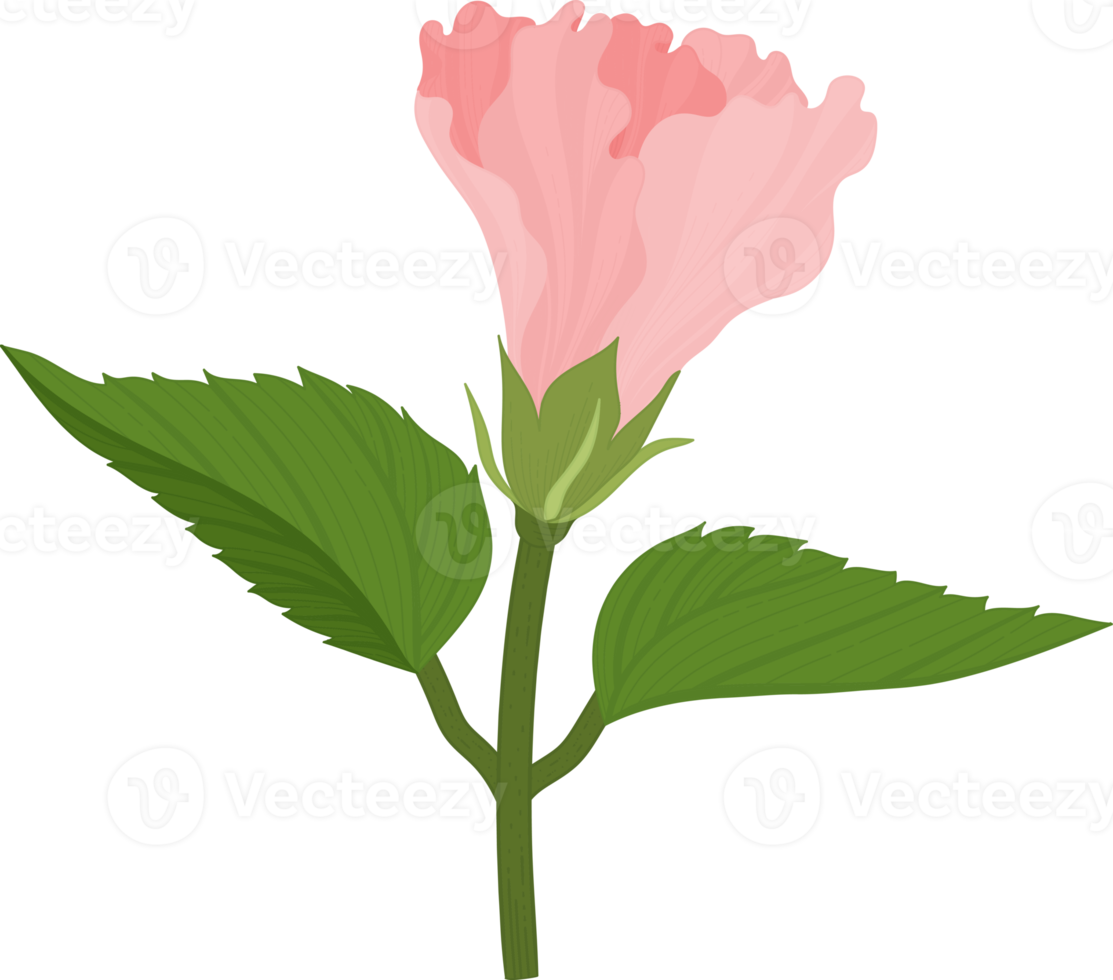 rosa hibiskus blomma handritad illustration. png