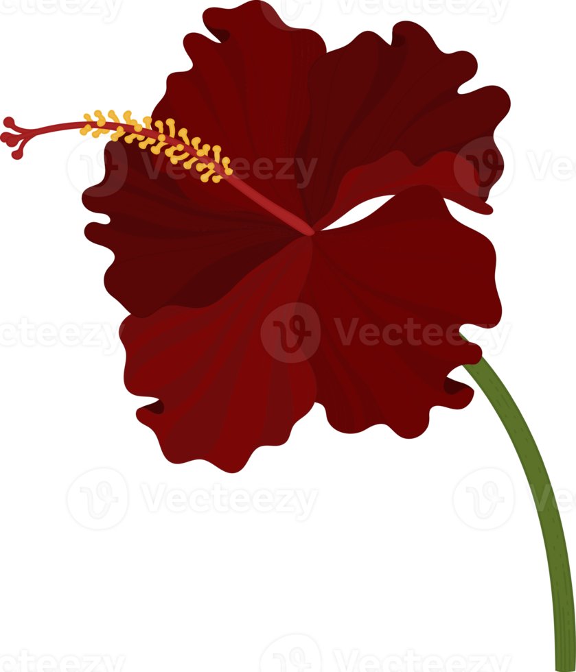 ilustração de mão desenhada flor de hibisco vermelho. png