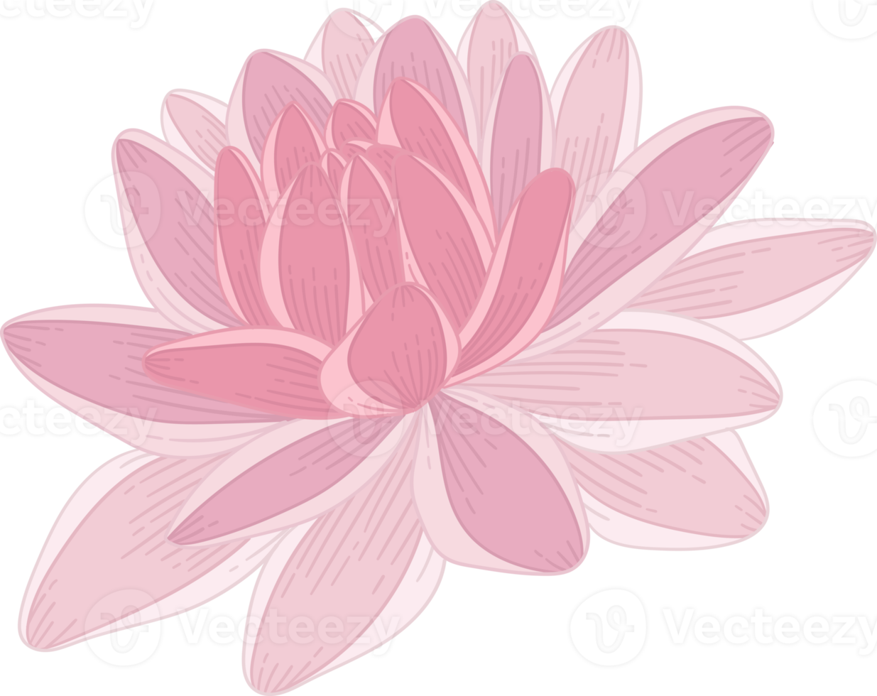 ilustração desenhada de mão rosa dália flor. png