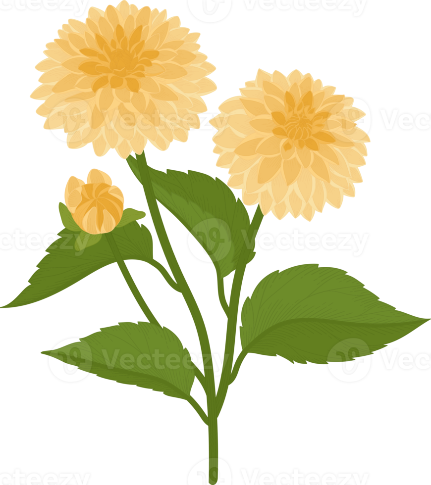 ilustração desenhada à mão da flor amarela dahlia. png