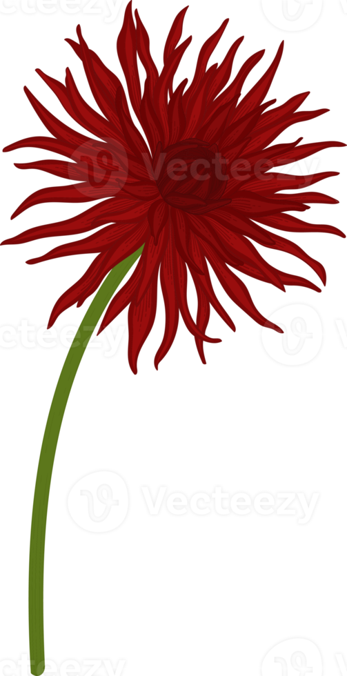 Red dahlia flower hand drawn illustration. png