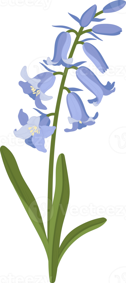 Bluebell flower hand drawn illustration. png