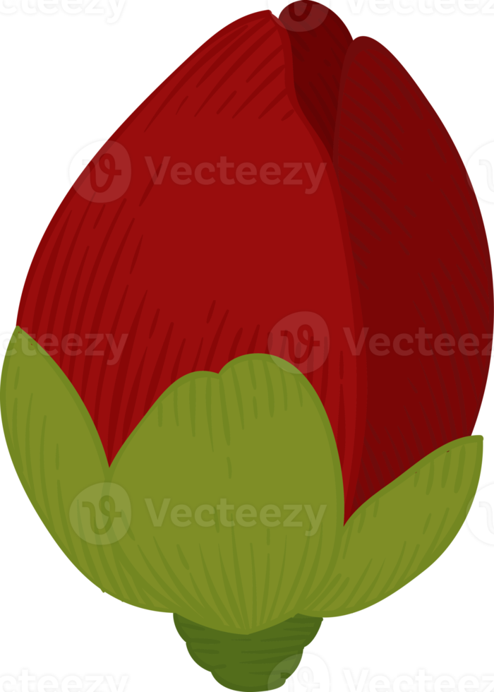 Red camellia flower hand drawn illustration. png