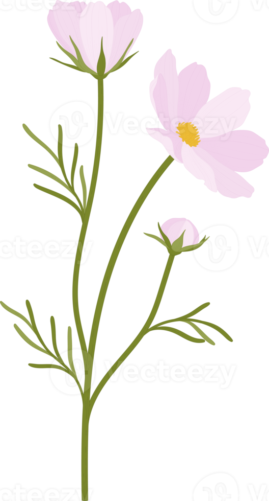 rosa kosmos blomma handritad illustration. png