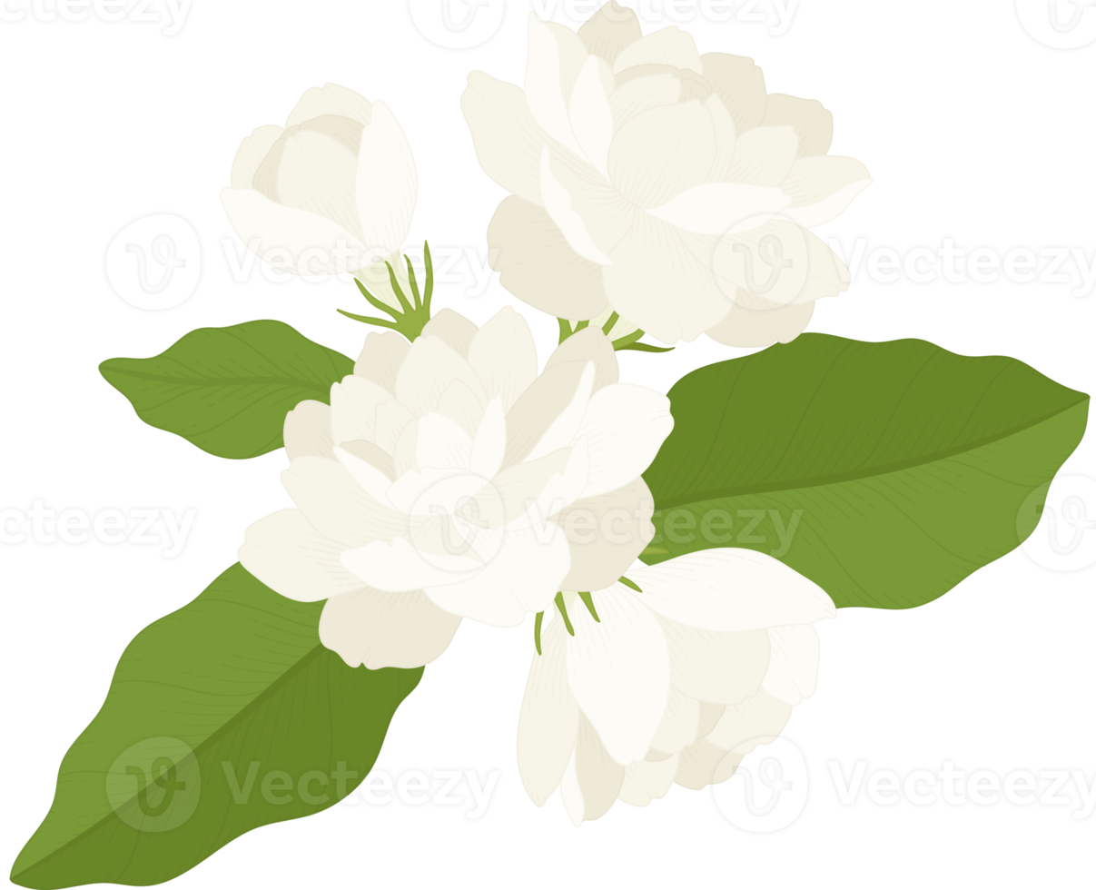 Bouquet of jasmine flower illustration. png