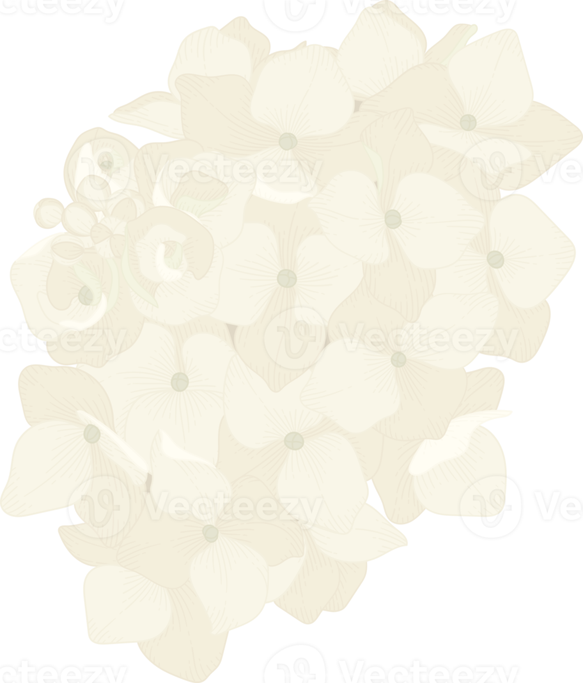 vit hortensia blomma illustration. png