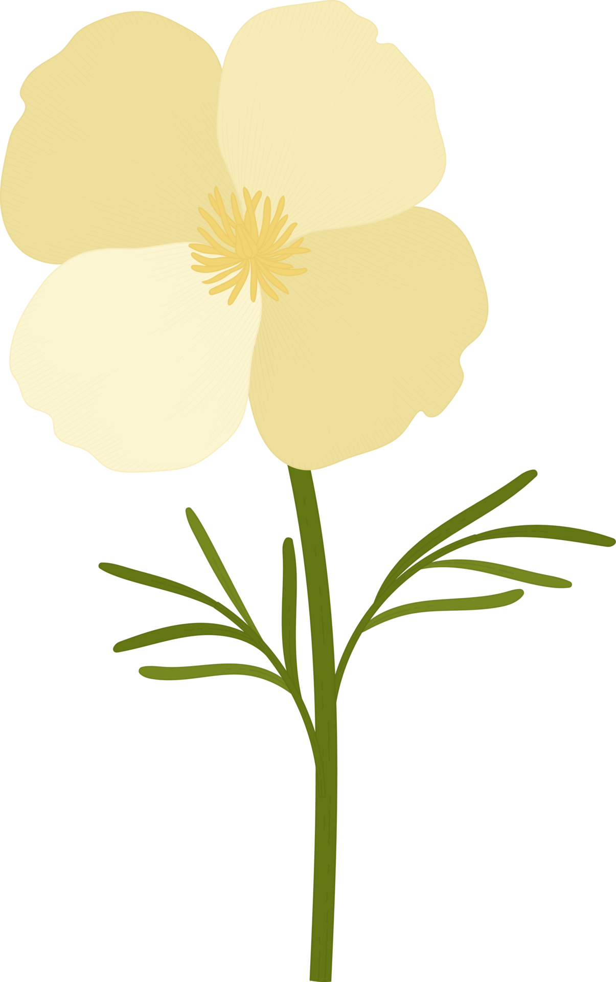 White california poppy flower hand drawn illustration. 10170446 PNG