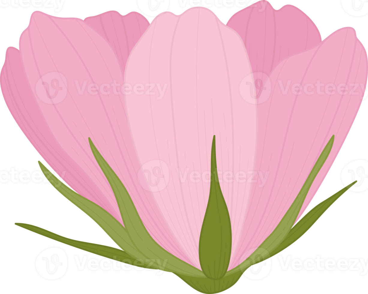 ilustração desenhada à mão da flor rosa cosmos. png