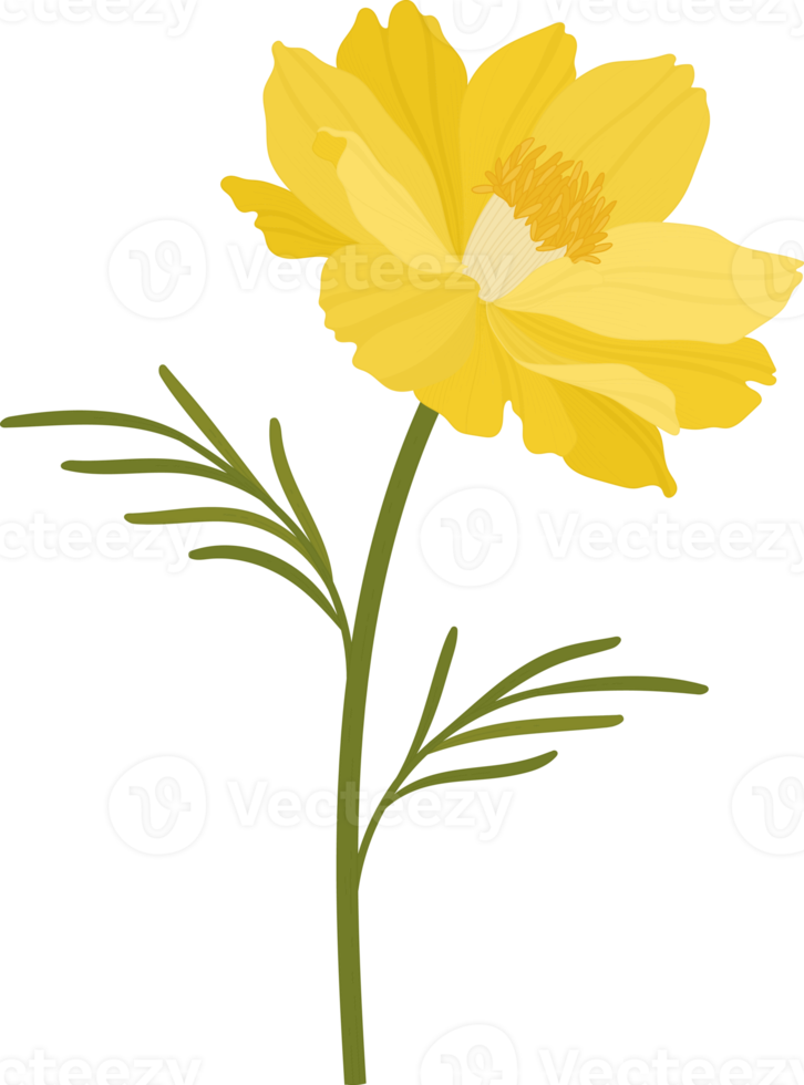 Yellow cosmos flower hand drawn illustration. png