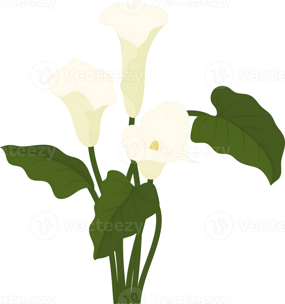 weiße Calla-Lilienblume handgezeichnete Illustration. png