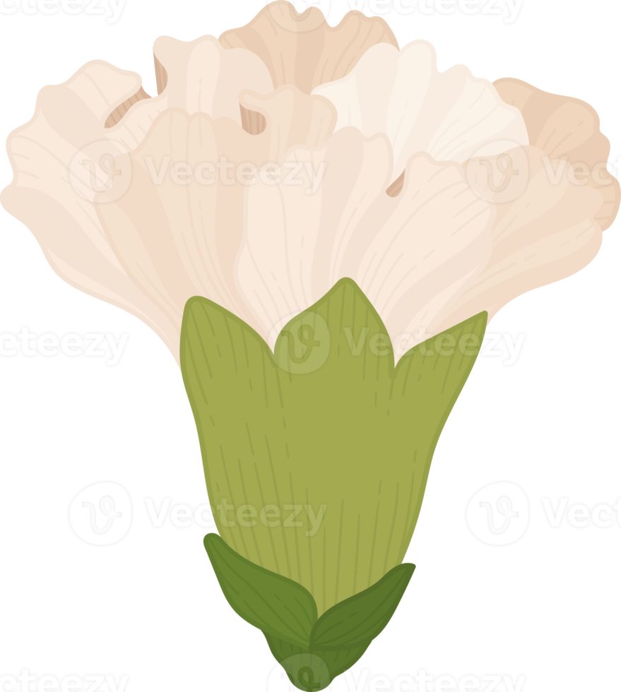 illustrazione disegnata a mano del fiore del garofano bianco. png