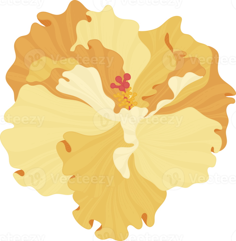 Orange Hibiscus flower hand drawn illustration. png