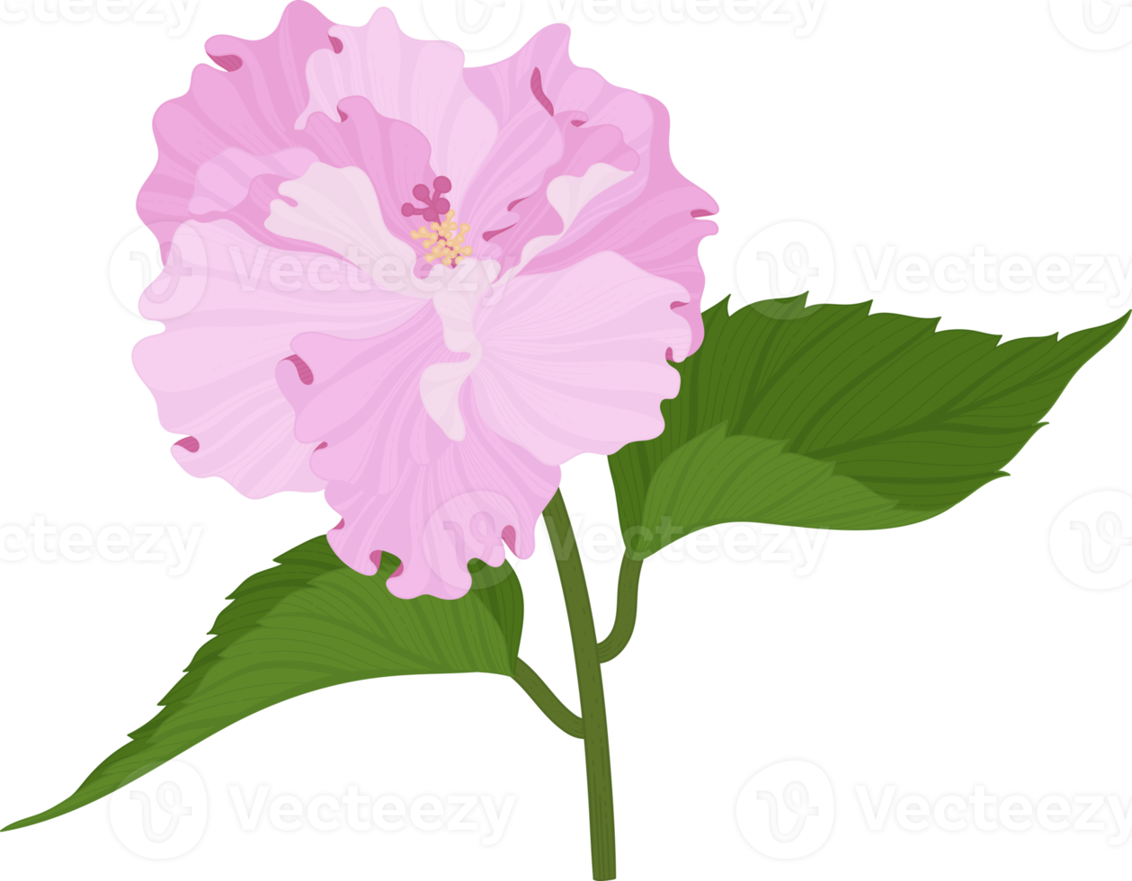 Pink Hibiscus flower hand drawn illustration. png