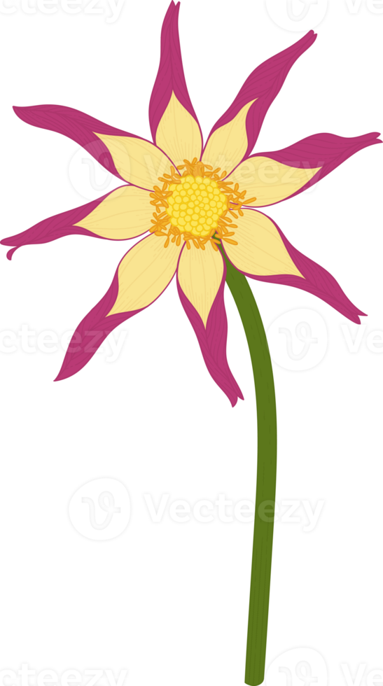 Pink dahlia flower hand drawn illustration. png