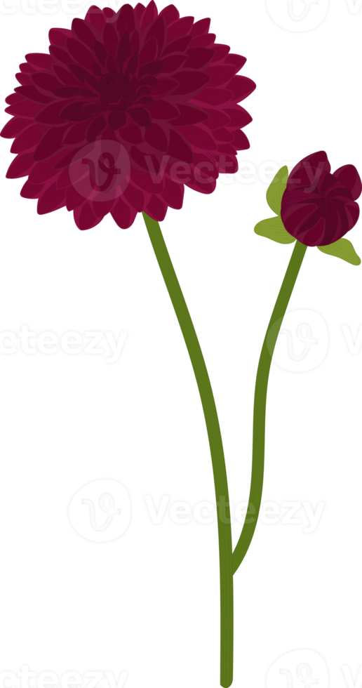 mörkrosa dahlia blomma handritad illustration. png